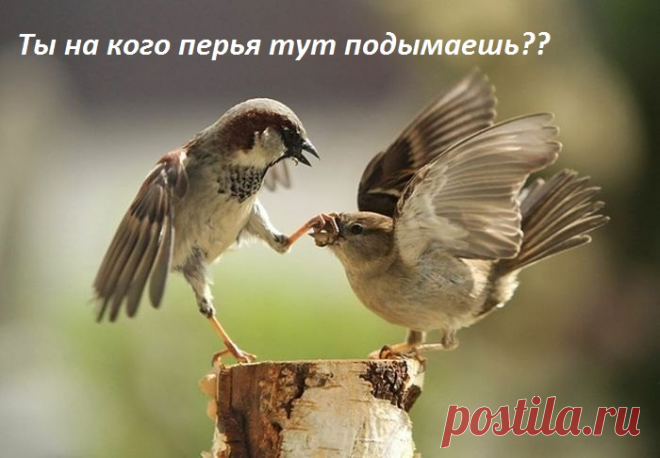 на кого перья подымаешь?