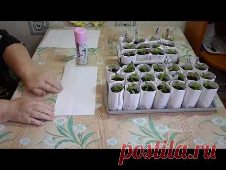 Рассада в бумажных стаканчиках