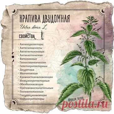 Крапива двудомная