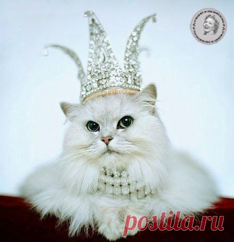 ЛУЧШИЙ ЖЕНСКИЙ ЮМОР