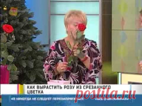 Как вырастить розу из срезанного цветка? - YouTube
