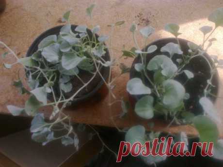 Дихондра ампельная «Серебристый водопад» (Dichondra repens, Dichondra argentea «Silver Falls»)