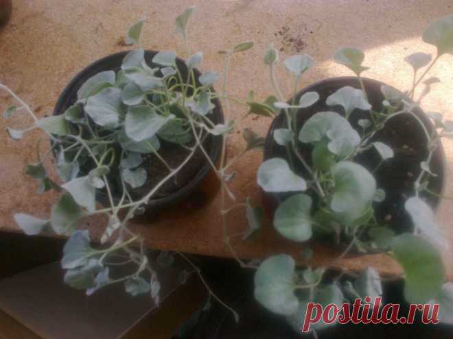 Дихондра ампельная «Серебристый водопад» (Dichondra repens, Dichondra argentea «Silver Falls»)