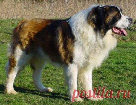 Пес войны из Дебальцевского котла | Приколисты