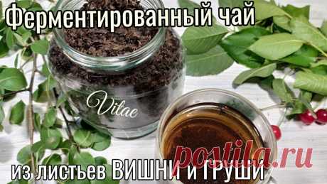 ФЕРМЕНТИРОВАННЫЙ ЧАЙ из листьев ВИШНИ и ГРУШИ простой рецепт в домашних условиях. В этом видео готовлю ферментиртванный чай в домашних условиях из листьев вишни и груши.Рецепт простой ,а результат просто шикарный.Такой чай имеет темный цве...