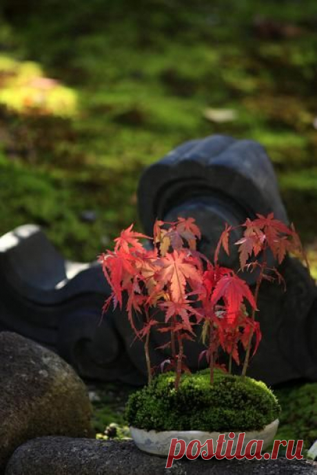 Do you like to see beautiful flowers? Let to make Beutifull Awesome Flowers Collection Board to anyone see, pin, repin | Bonsai
