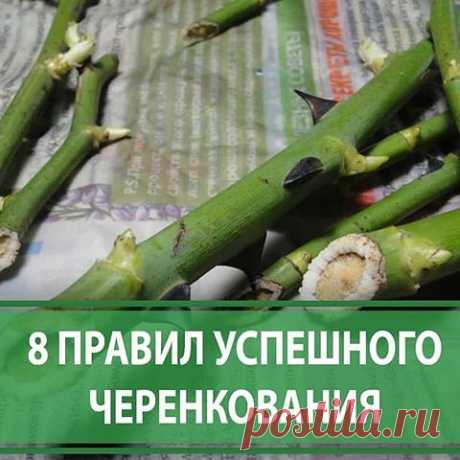 8 ПРАВИЛ УСПЕШНОГО ЧЕРЕНКОВАНИЯ

О том, что можно вырастить растение из черенка, который пустит корешки в банке с водой на подоконнике, знают практически все дачники. Но, увы, не всегда и не со всеми растениями этот опыт бывает успешен. Но, если вы запомните несколько несложных правил, это позволит вам избежать многих ошибок при разведении декоративных и плодовых культур.

Правило 1. Обычно для черенка мы используем то, что всегда найдется под рукой. Чаще всего это стеклян...