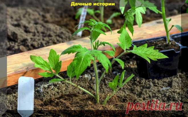 Количество рассады томатов которое потребуется для посадки в теплицу: определяем оптимальное... Расчет необходимого количества рассады для теплицы и уход за ней
