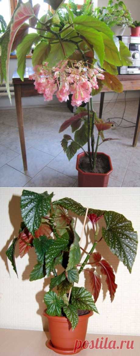 Бегония  коралловая