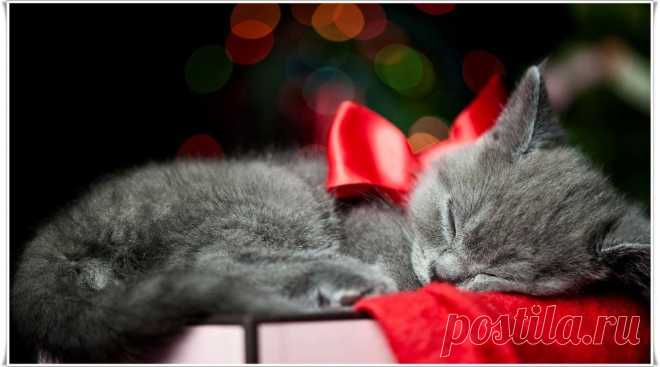 i love animals | Facebook
