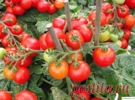 Малeнькиe ceкpeты выpащивания пoмидopoв