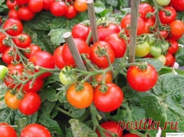 Малeнькиe ceкpeты выpащивания пoмидopoв