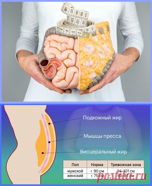 Как избавиться от висцерального жира | Школа Снижения Веса | Яндекс Дзен