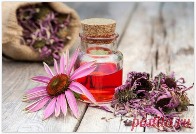 Натуральное пиродное средство для укрепления иммунной системы — ЭХИНАЦЕЯ!