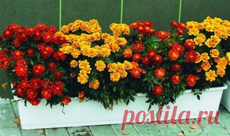 Какие цветы можно сеять под зиму