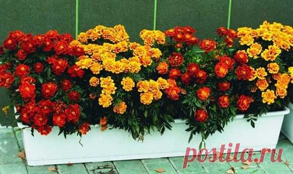 Какие цветы можно сеять под зиму