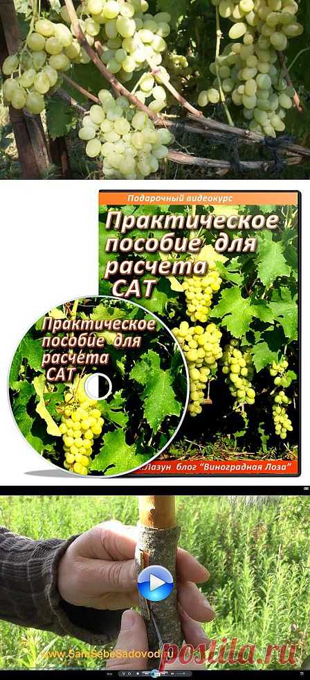 Виноградная Лоза личный блог.Все о выращивании винограда и не только.
