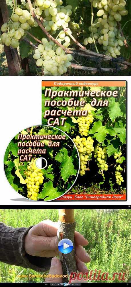 Виноградная Лоза личный блог.Все о выращивании винограда и не только.