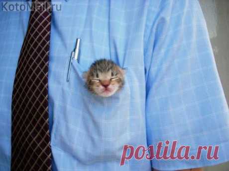 юмор | KotoMail.ru