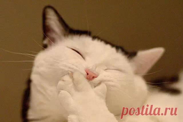 Боремся с неприятным кошачьим запахом в доме! И проблемы больше нет! :) | Мур ТВ.