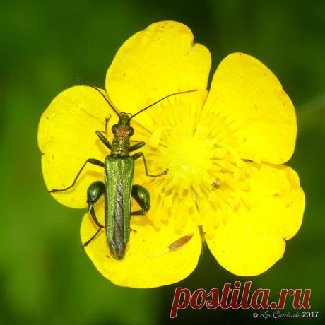Thick-legged flower beetle | Another visit to my local reser… | Flickr