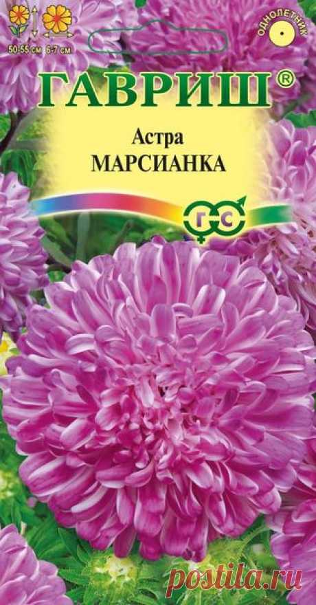 Астра &quot;Марсианка&quot; воронежская