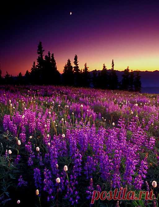 beautiful   |  Pinterest: инструмент для поиска и хранения интересных идей