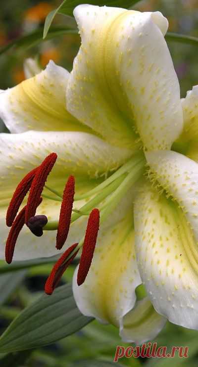 Jon Dimmick приколол(а) это к доске lilys