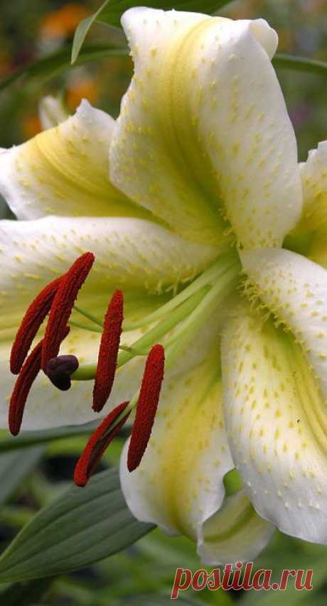 Jon Dimmick приколол(а) это к доске lilys