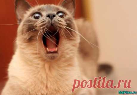 Скажите ааааа.