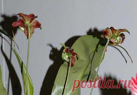 Саррацения (Sarracenia)