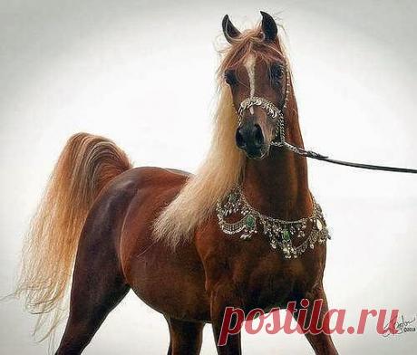 Как вам новое колье?