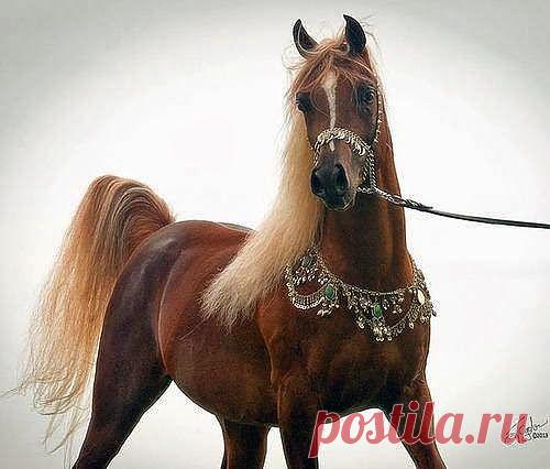 Как вам новое колье?