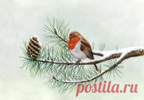 Ещё один кандидат на место главной птицы Рождества. Это зарянка, или реполов, или малиновка (Erithacus rubecula). Английское название птички Robin.