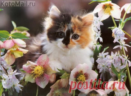 ЕЩЁ КОТЭ | KotoMail.ru