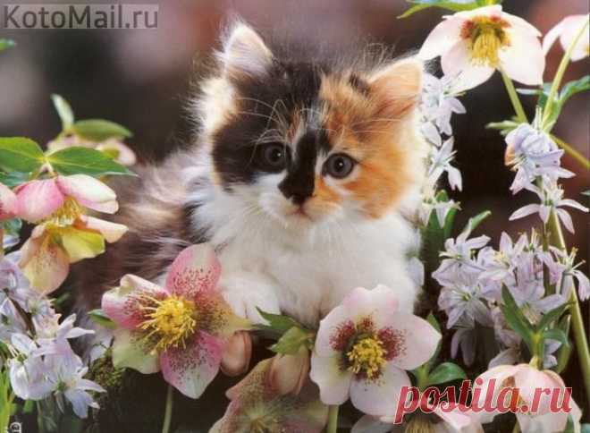 ЕЩЁ КОТЭ | KotoMail.ru
