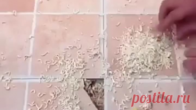 В мире скоро не останется ничего, что нельзя было бы починить с помощью лапши | OK.RU