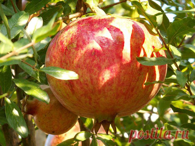 Как легко почистить гранат (совет к Новому Году и не только))))