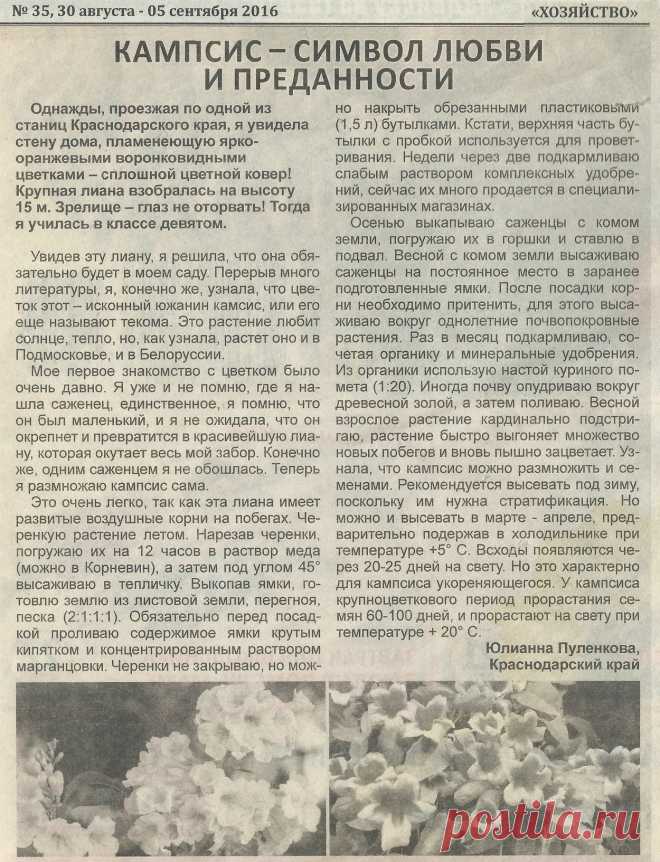 Кампсис - символ любви и преданности