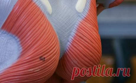 Упражнения для ягодиц и бедер | Слайдшоу | ВитаПортал - Здоровье и Медицина