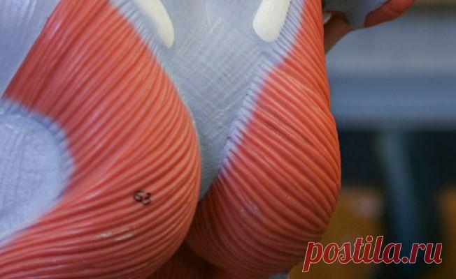 Упражнения для ягодиц и бедер | Слайдшоу | ВитаПортал - Здоровье и Медицина