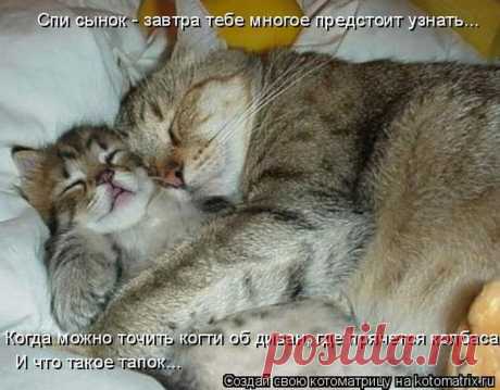 Сложно все (котоматрица) | Обхохочешься