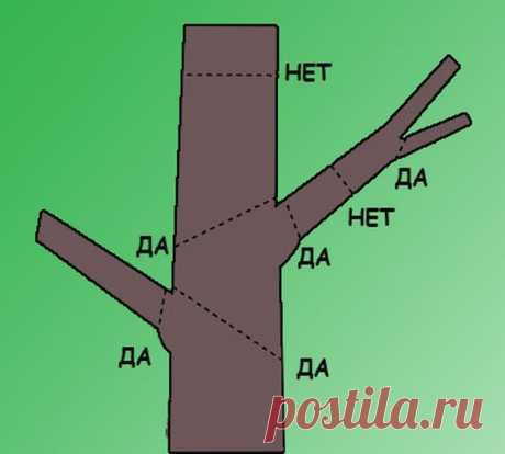 Правила обрезки и формирования кроны гибискуса