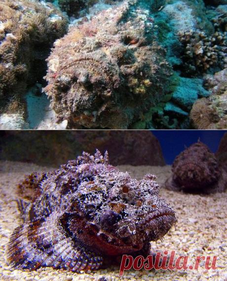 Опасная рыба-камень