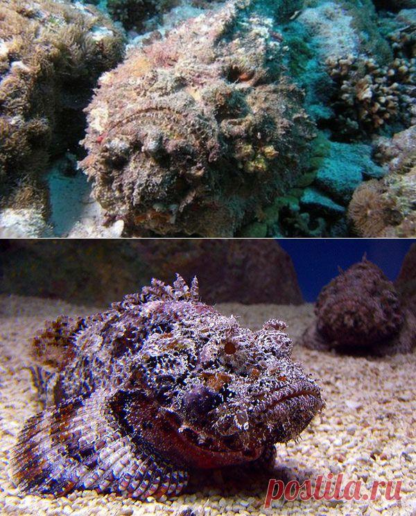 Опасная рыба-камень