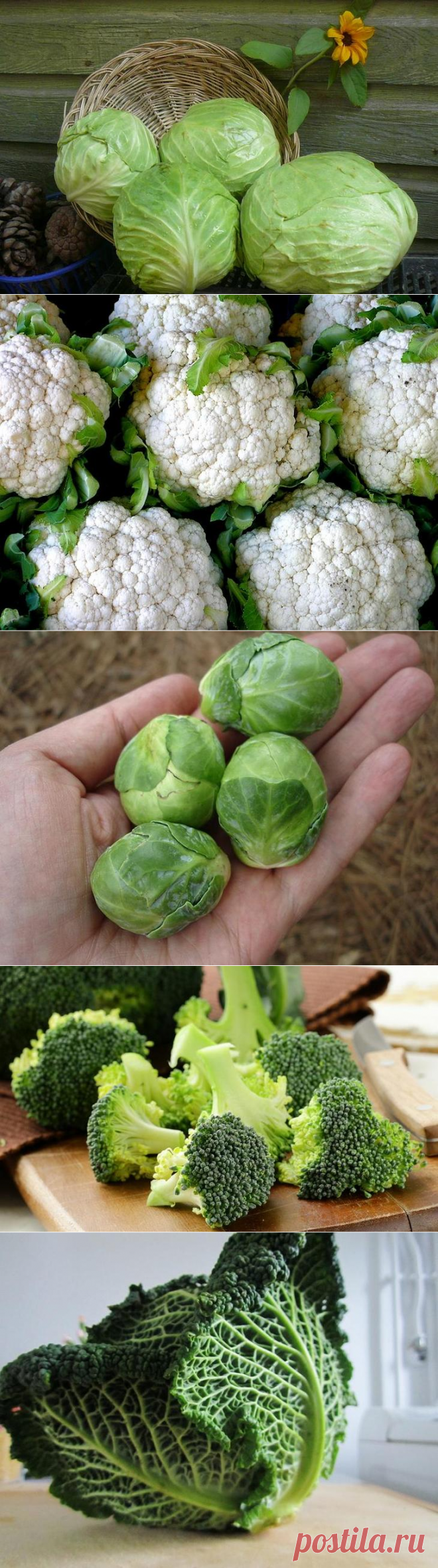 Календарь посевов: белокочанная капуста, цветная капуста, кольраби, брокколи