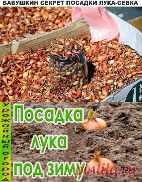 (1) Одноклассники