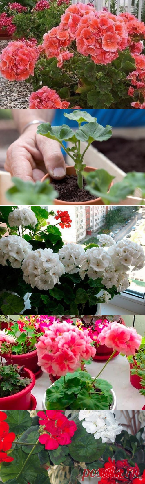 Одноклассники