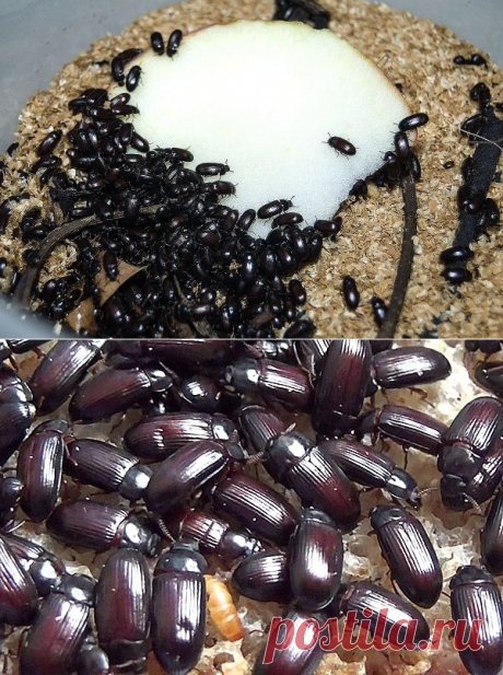 Жук-знахарь - лечение, инструкция по приему, противопоказанию, видео