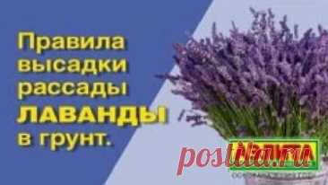 ЛАВАНДА ? ПОСАДКА И УХОД ? Лаванда в горшке - смотреть онлайн в поиске Яндекса по Видео